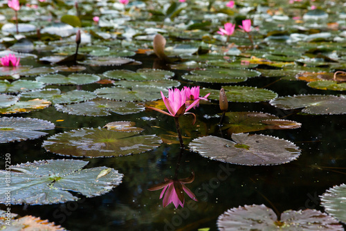 wide shot of water lilies growing on a pond photo