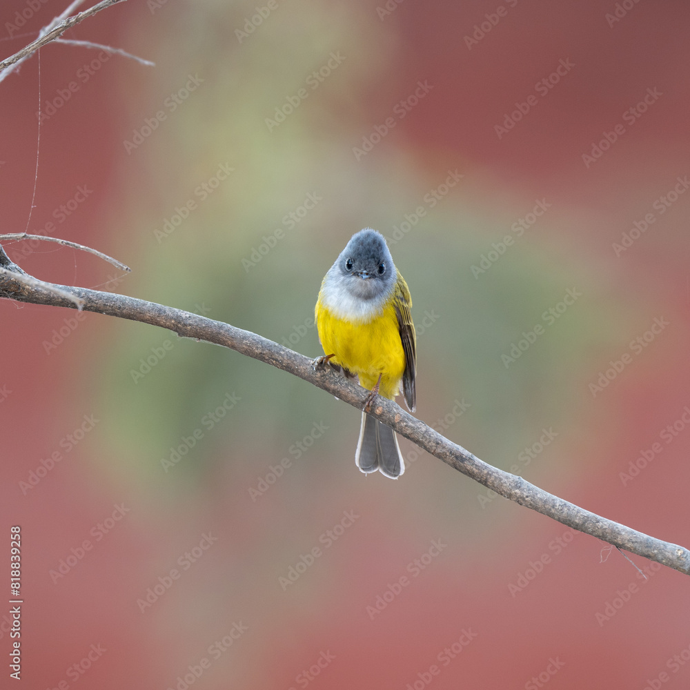 Fototapeta premium Canary-flycatcher bird perched on a branch
