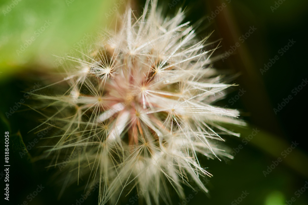 Fototapeta premium Closeup shot of fluffy white dandelion with soft petals