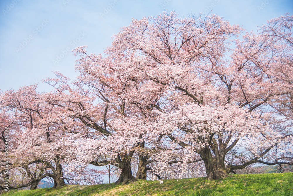 Sakura blooming trees are adorned with delicate white and pink flowers Sakura blooming trees are adorned with delicate white and pink flowers