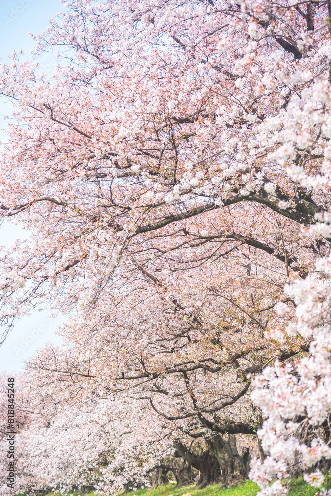 Sakura blooming trees are adorned with delicate white and pink flowers Sakura blooming trees are adorned with delicate white and pink flowers