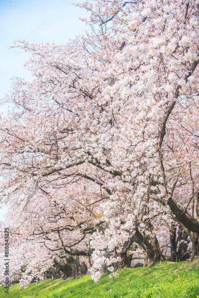 Sakura blooming trees are adorned with delicate white and pink flowers Sakura blooming trees are adorned with delicate white and pink flowers