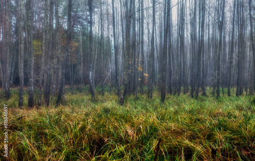 Fototapeta Naklejka Na Ścianę i Meble -  Las