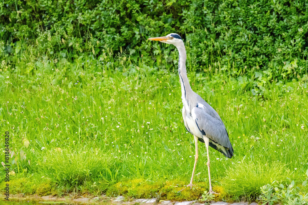 Fototapeta premium Grey heron with a long neck stands in a grassy field
