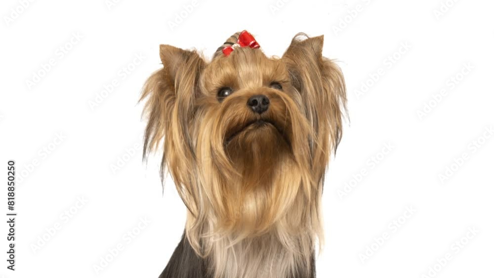 Yorkshire terrier on white background Yorkshire terrier on white background