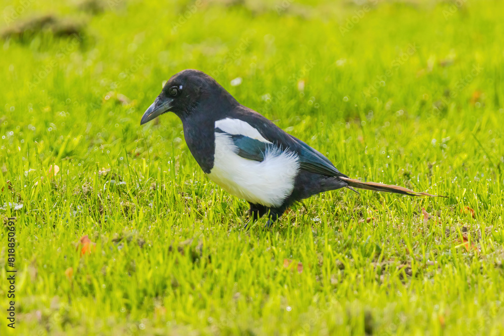A black and white magpie bird is standing in a green field A black and white magpie bird is standing in a green field