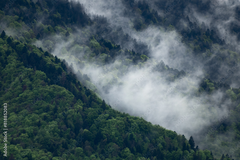 Obraz premium Fog on the forest