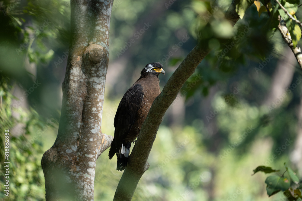 Eagle perched on a tree branch.