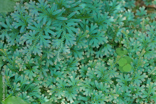 close up of leaves. green leaves background