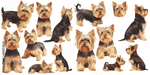 Yorkshire Terrier watercolor illustration clipart.