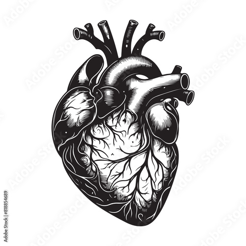 Realistic Heart Silhouette Vector Anatomical Heart Illustration in Black