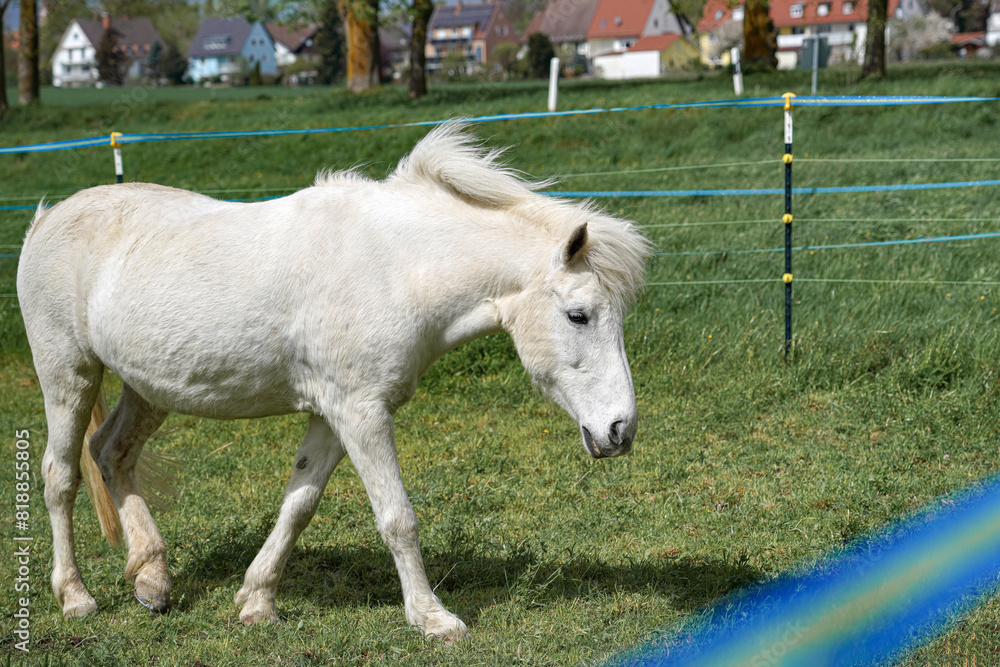 Obraz premium A horse in a pasture walks through the meadow in search of food.