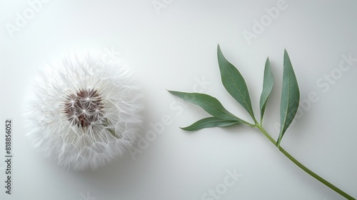 profile view of a beautiful dandelion flower isolated on white background