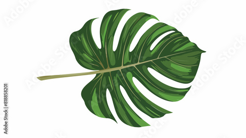 Top view of monstera palm leaf with stalk. Simple col