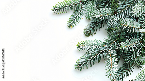 Beautiful Christmas tree branch on white background