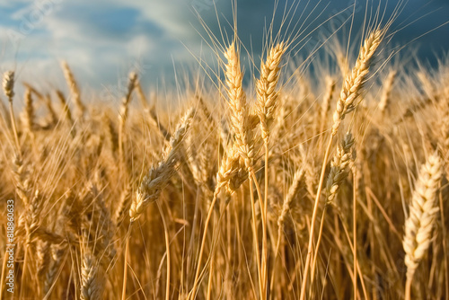 ripe wheat field ready for harvest