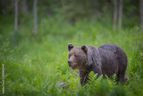 Brown bear - close encounter with a wild brown bear eating in the forest and mountains of the Notranjska region in Slovenia