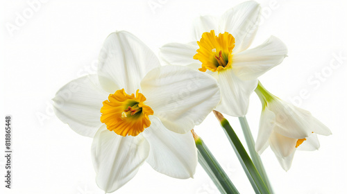 Beautiful narcissus flower on white background closeup