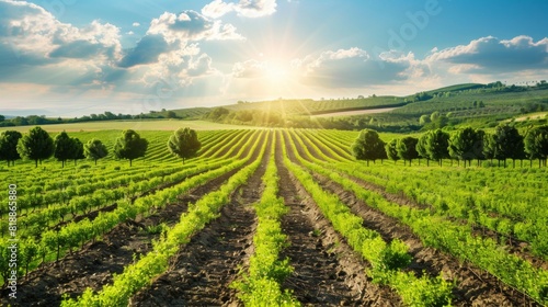 Green landscape with rows of trees planted to combat the effects of climate change photo
