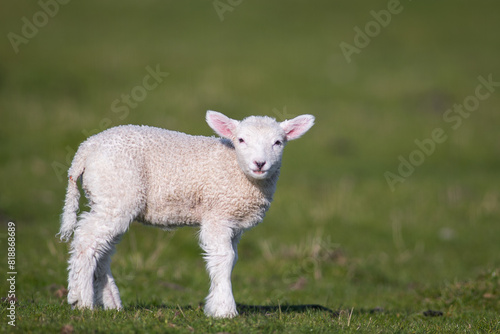 cute little lamb on fresh spring green meadow during sunrise © JTP Photography