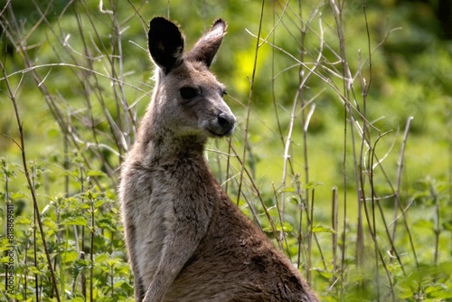 Photography kangaroo in the grass