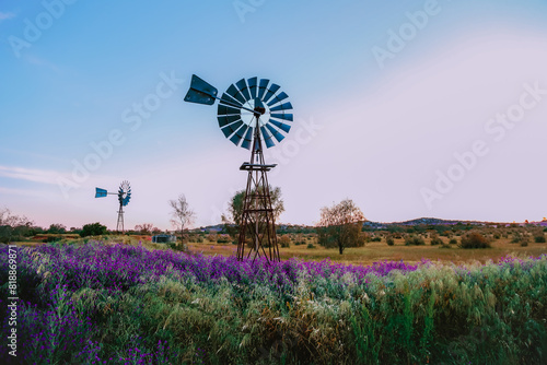 Rural scene with two windmills surrounded by purple Patterson's Curse wildflowers photo