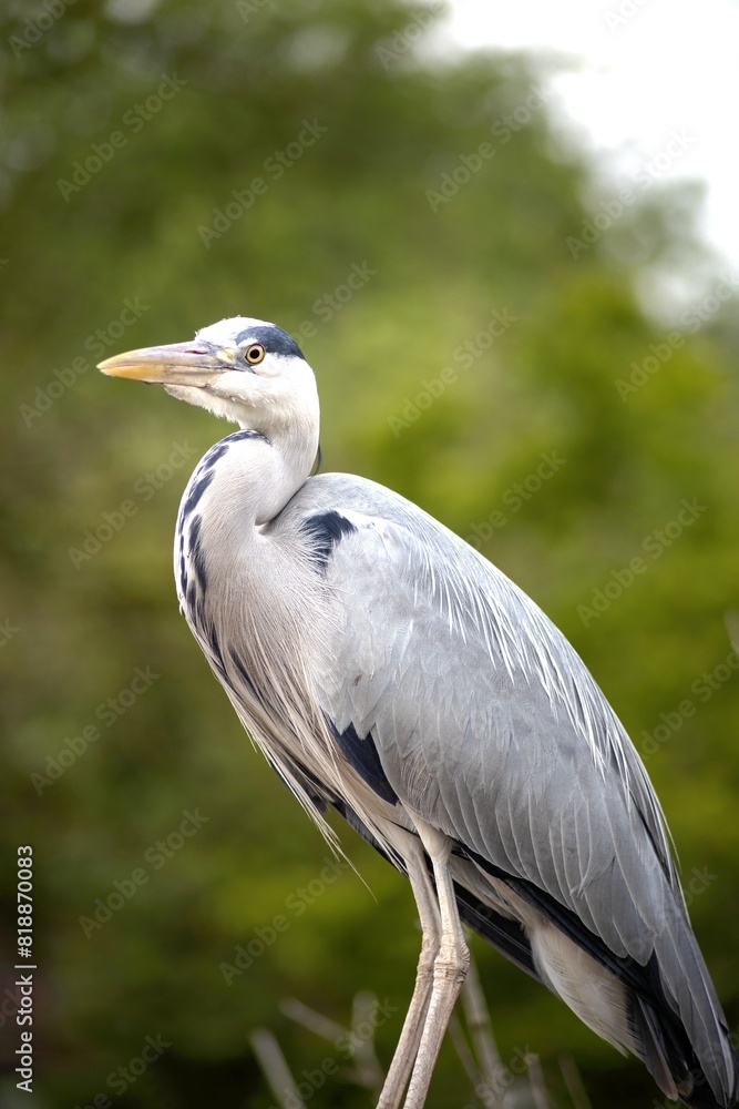 Fototapeta premium great blue heron