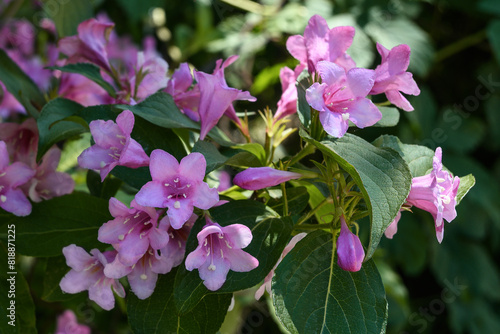 Weigela is a decorative flowering shrub. Blooming pink veigela in the garden. Ornamental shrub with beautiful pink flowers.