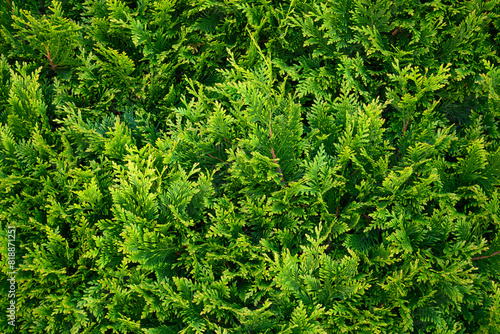Thuja branch background. Close up of green leaves of Thuja occidentalis tree. Beautiful thuja growing in park. Gardening and landscaping