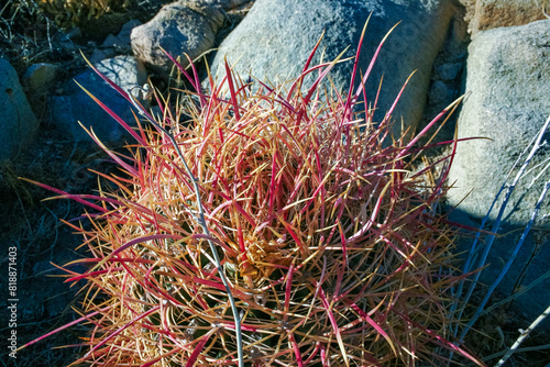 Desert barrel cactus (Ferocactus cylindraceus) - a cactus with red spines growing in a rock crack in the desert in Joshua Tree National Park, California photo