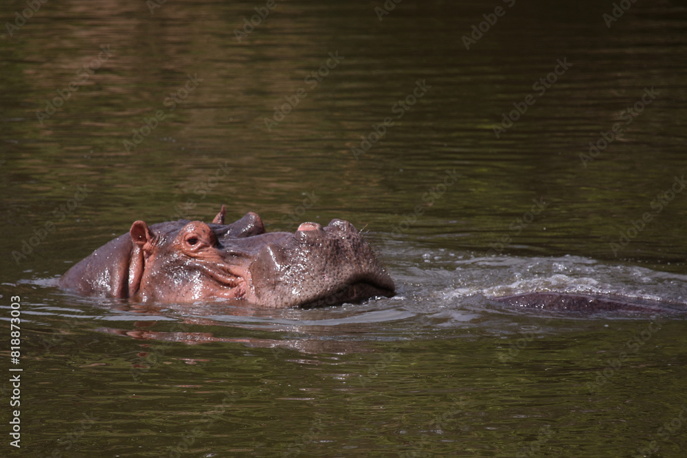 Fototapeta premium Flußpferd / Hippopotamus / Hippopotamus amphibius