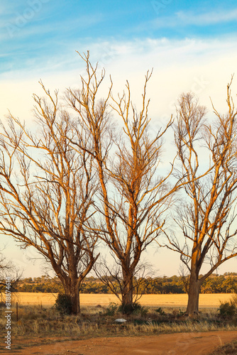 Vertical image of three large bare trees in warm sun. Late afternoon in the countryside. photo