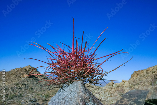 Red barrel cacti (Ferocactus cylindraceus) - Dried dead cactus with long spines against a blue sky in Joshua Tree NP, California photo