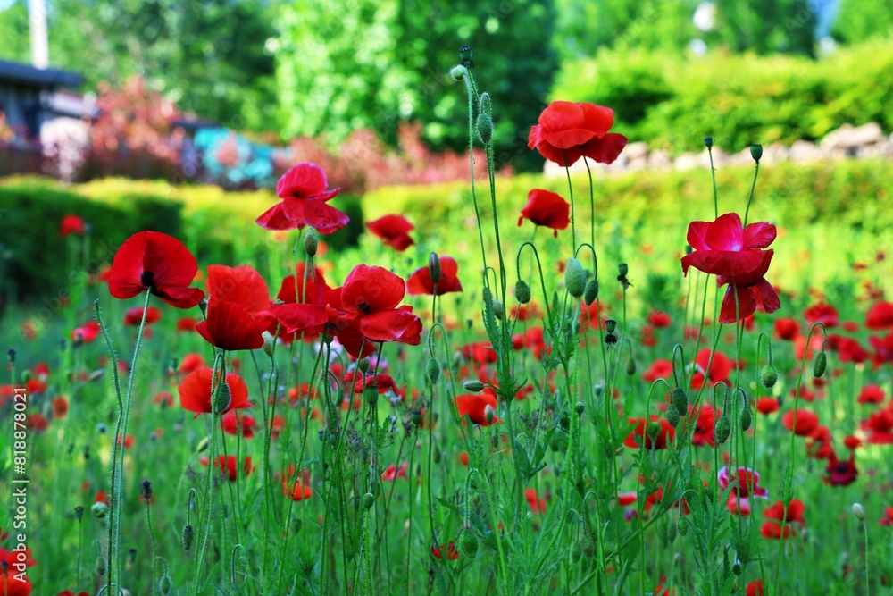 식물원 풍경, 빨간 꽃양귀비 