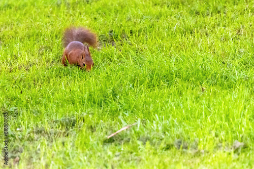 A small brown squirrel is walking through a grassy field