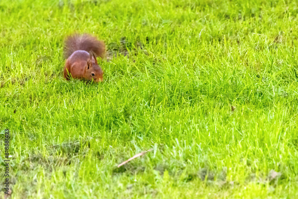 A small brown squirrel is walking through a grassy field A small brown squirrel is walking through a grassy field
