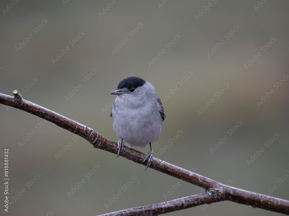 Obraz premium Blackcap, Sylvia atricapilla