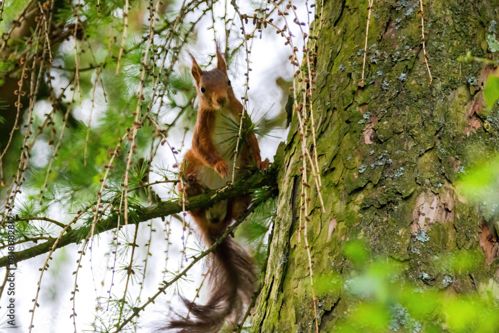 cute young squirrel portrait on tree at park, wildlife cute young squirrel portrait on tree at park, wildlife