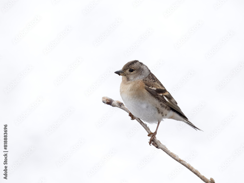 Brambling, Fringilla montifringilla Brambling, Fringilla montifringilla