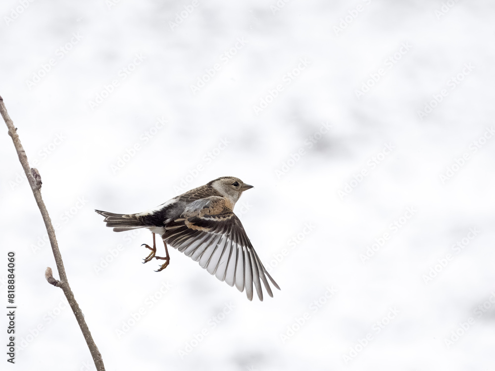 Fototapeta premium Brambling, Fringilla montifringilla