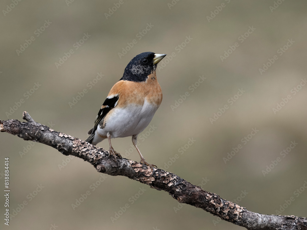 Brambling, Fringilla montifringilla Brambling, Fringilla montifringilla