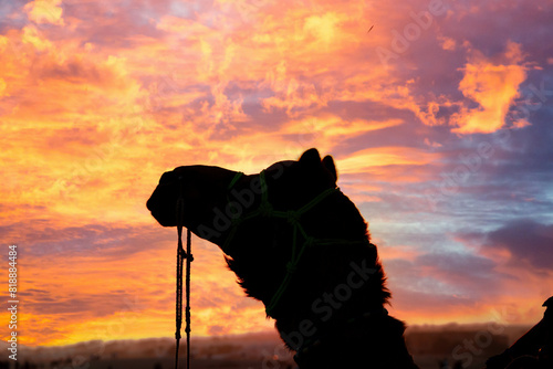 Silhouette of camel with the sun right behind it in sand dunes in Sam Jaisalmer Rajasthan India photo