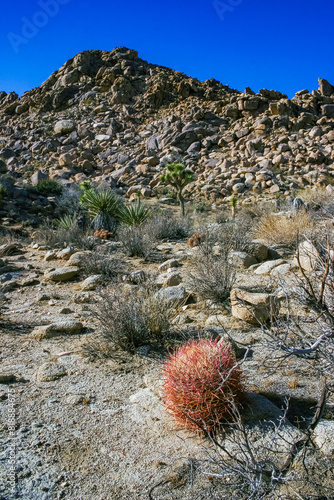 Desert barrel cactus (Ferocactus cylindraceus) - a cactus with red spines growing in a rock crack in the desert in Joshua Tree National Park, California photo