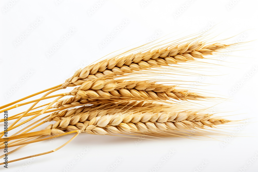 An ear of wheat isolated on white background An ear of wheat isolated on white background