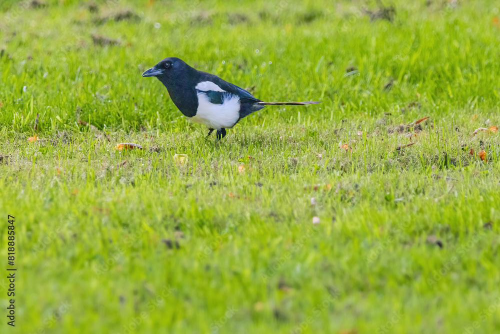 A black and white magpie bird is standing in a green field A black and white magpie bird is standing in a green field