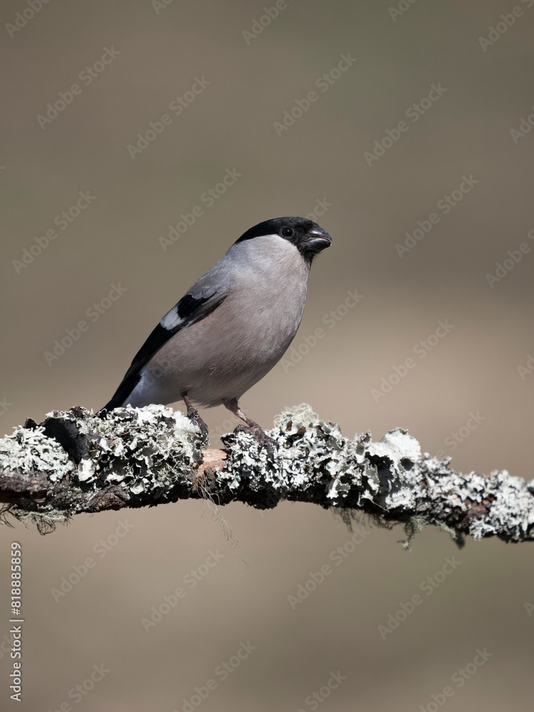 Obraz premium Bullfinch, Pyrrhula pyrrhula