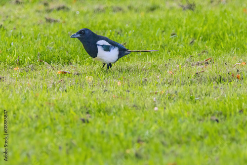 A black and white magpie bird is standing in a green field