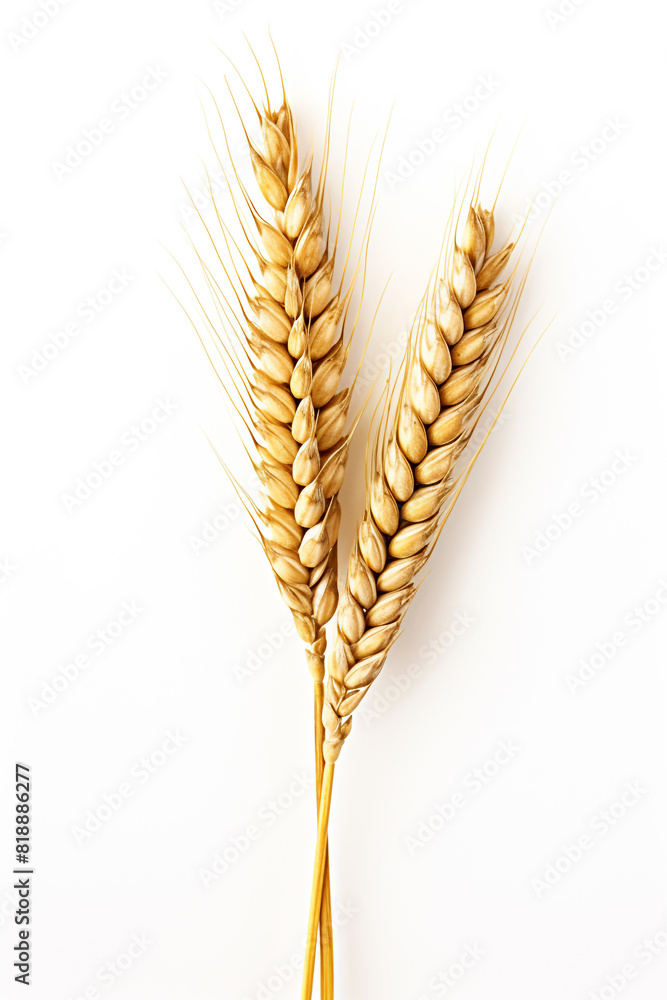 An ear of wheat isolated on white background An ear of wheat isolated on white background