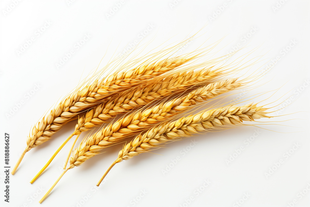 An ear of wheat isolated on white background An ear of wheat isolated on white background