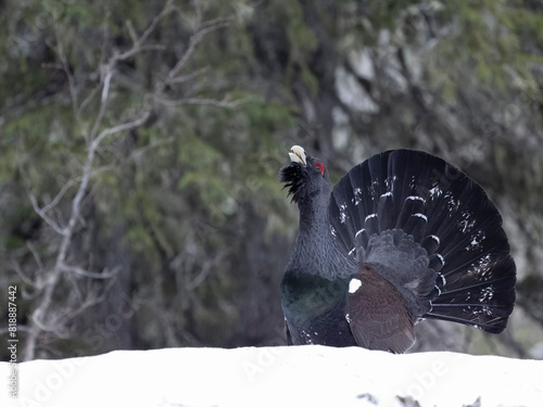 Capercaillie, Tetrao urogallus photo